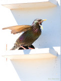 European Starling