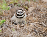 Killdeer Nest Series