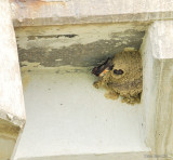 Cliff Swallow Nests