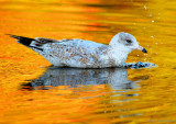 Bathing In The Autumn Sunset