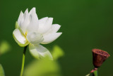 au parc floral