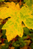 Large Leaf