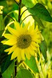Sun Flower
