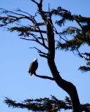 Bird Of Prey