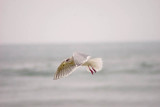 Sea Gull