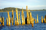 Sunlite Piling