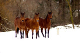 Horses