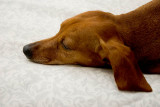 Sacked out