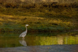 Blue Heron