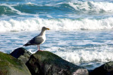 Sea Gull