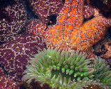 Tidepool