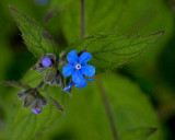 Bright Blue