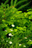 Wild Daisies