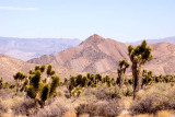 Near Red Rock Canyon