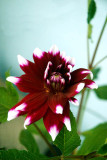 Dahlia