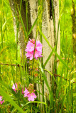 Wild Flowers