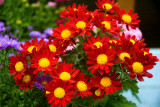 Fall Flowers