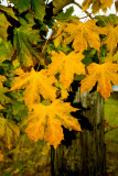 Autumn Leaves And Fence Post