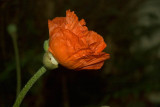 Just Keeps On Blooming
