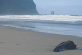 Calm Surf For Now