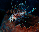 Lionfish 1.jpg