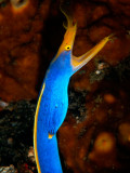 Blue Ribbon Eel 4.jpg