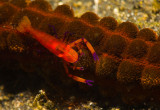Emperor Shrimp on Sea Cucumber