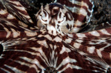 Mimic Octopus 8.jpg