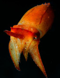 Pygmy cuttlefish 3.jpg