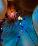 Bubble Coral Shrimp.jpg