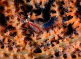 Coral shrimp.jpg