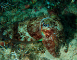 Cuttlefish.jpg