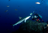 David, photographing Silvertip Shark