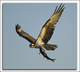 Lake Washington Osprey & Eagles
