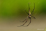 (Nephila pilipes) Golden Web Spider ♀