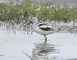 Avocet_2.jpg