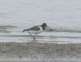 American Oystercatcher_1.jpg