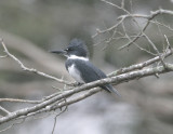 Belted Kingfisher_1.jpg