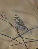 Savannah Sparrow_4.jpg