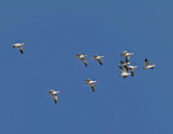 Snow Geese.jpg