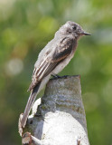Black Phoebe_immature