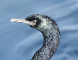 Pelagic Cormorant_2.jpg