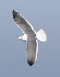 Western Gull_5.jpg
