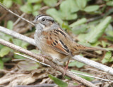 Swamp Sparrow_3.jpg