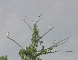 Woodstork Tree.jpg