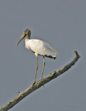 Woodstork_5.jpg