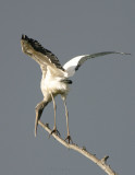 Woodstork_8.jpg