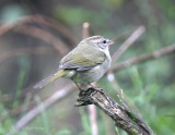 Olive Sparrow_3.jpg
