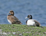 Greater Scaup_3.jpg