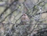 Lincolns Sparrow-5.jpg